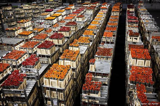 Er zit weer groei in de export van bloemen en planten na tien maanden krimp 