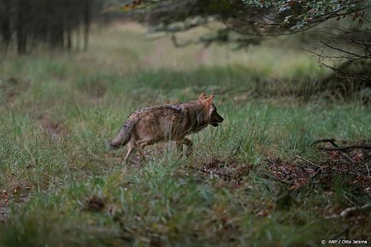 Wolf doodgereden op snelweg A12 bij Arnhem