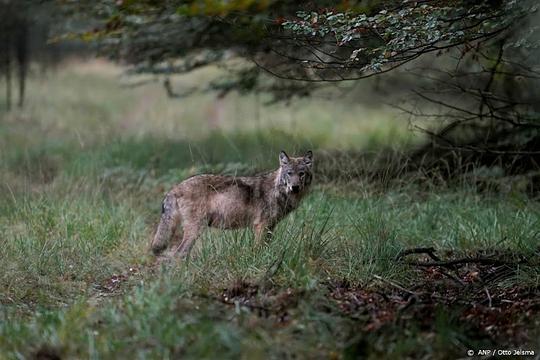 Op A2 bij Vught is een wolf doodgereden