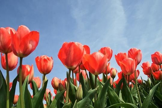 Bloemencorso Bollenstreek: aangepaste dienstregeling Arriva