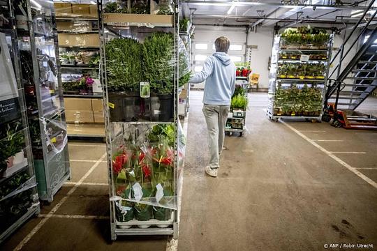 Meer Nederlandse bloemenexport naar Oost-Europa