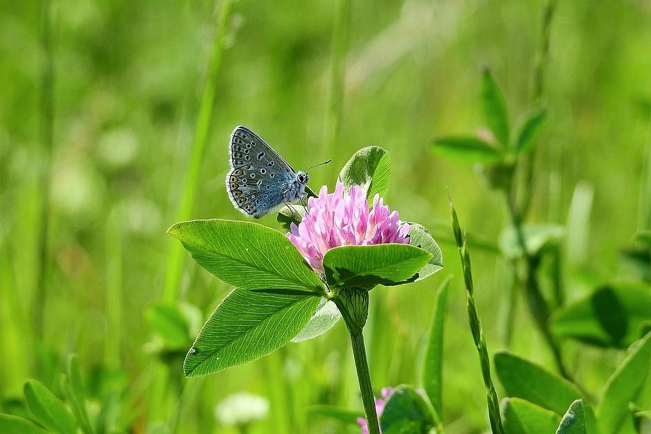 Proef met inheemse planten op station IJlst